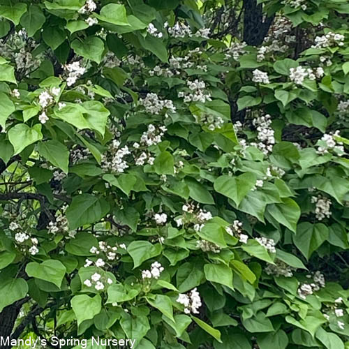 Northern Catalpa | Catalpa speciosa