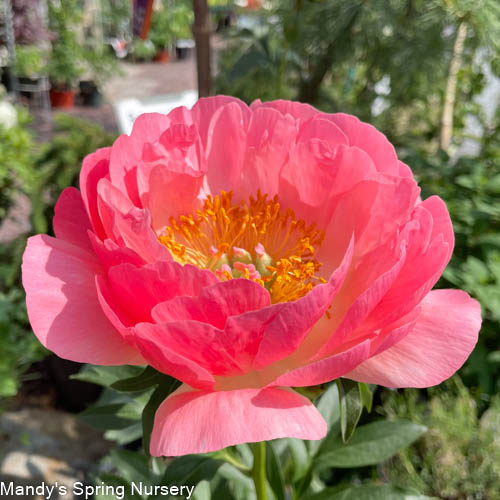 Coral Sunset Peony | Paeonia