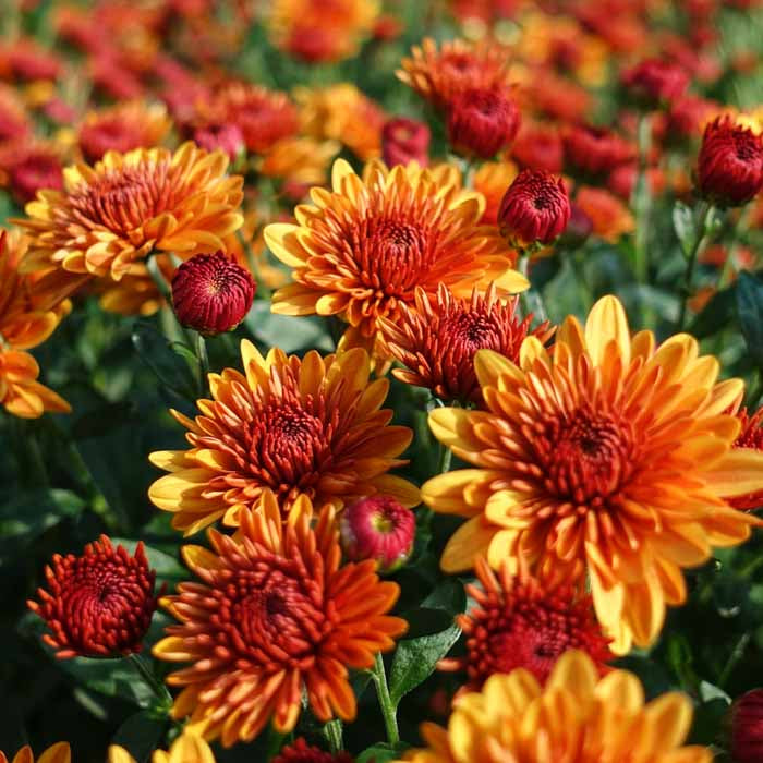 Fall Hanging Basket-Mums