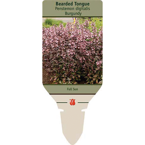 Dakota Burgundy Bearded Tongue |  Penstemon digitalis