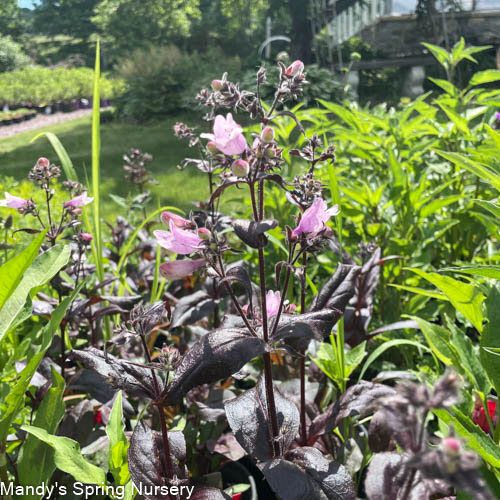 Dakota Burgundy Bearded Tongue |  Penstemon digitalis