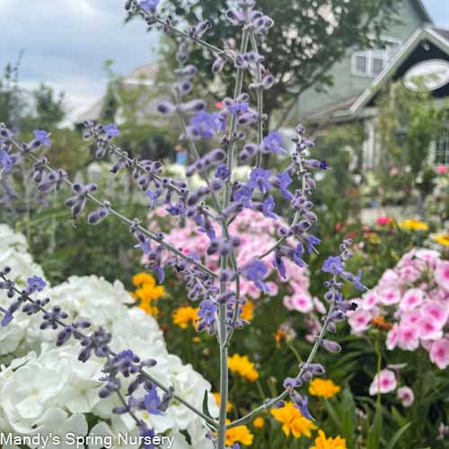 Little Spire Russian Sage | Perovskia atriplicifolia