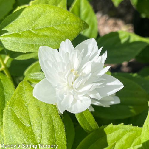 Minnesota Snowflake Mockorange | Philadelphus x virginalis