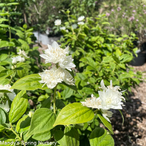 Minnesota Snowflake Mockorange | Philadelphus x virginalis