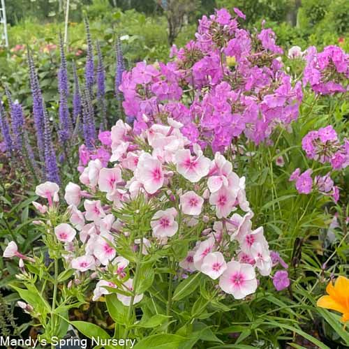 Flame Pro Baby Doll Garden Phlox | Phlox paniculata