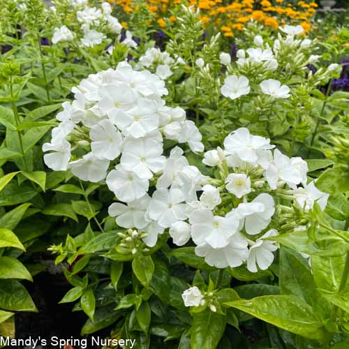 White Flame Summer Phlox | Phlox paniculata