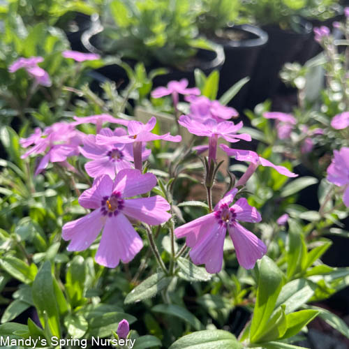 Woodlander Rose Creeping Phlox | Phlox subulata