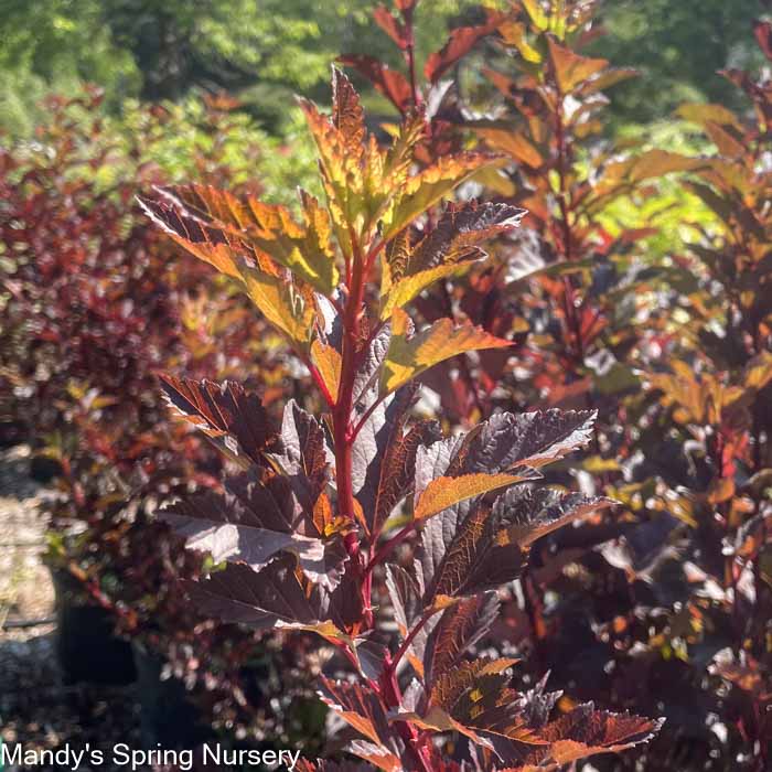 Diabolo Ninebark | Physocarpus opulifolius