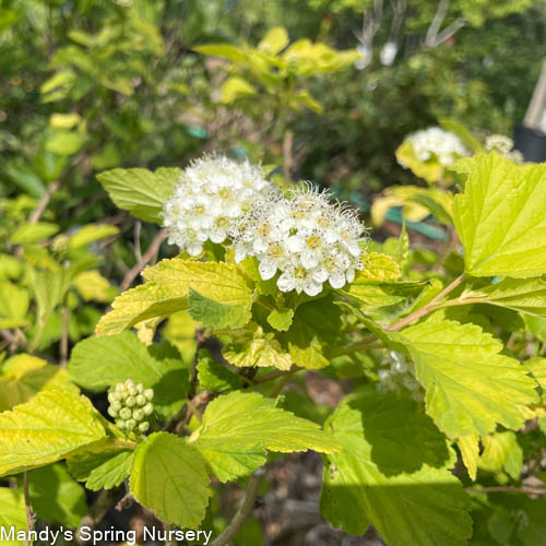 Golden Nugget Ninebark | Physocarpus opulifolius