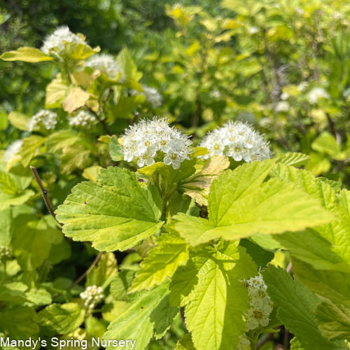 Golden Nugget Ninebark | Physocarpus opulifolius