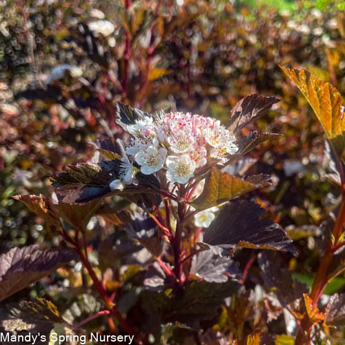 Summer Wine Ninebark Tree | Physocarpus opulifolius 'Seward'