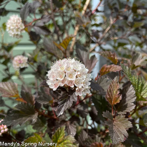 Summer Wine Ninebark Tree | Physocarpus opulifolius 'Seward'