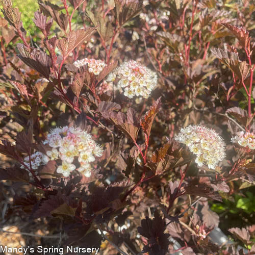 Summer Wine Ninebark Tree | Physocarpus opulifolius 'Seward'