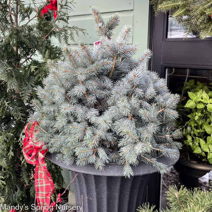 Baby Blue Spruce | Picea pungens 'Baby Blue'