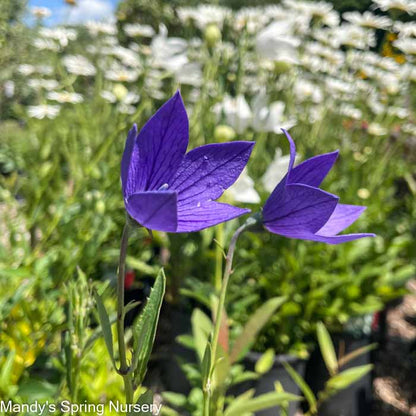 Sentimental Blue Balloon Flower | Platycodon grandiflorus