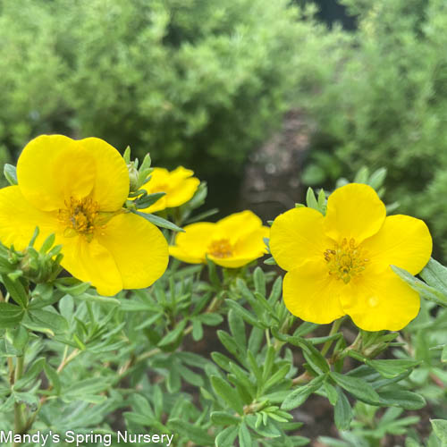 Gold Drop Potentilla | Potentilla fruticos