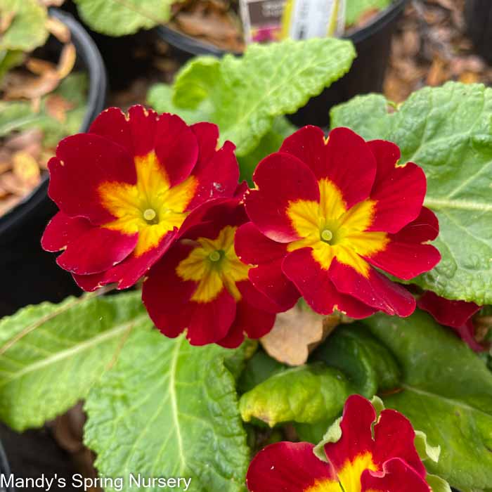 Pacific Hybrids English Primrose | Primula