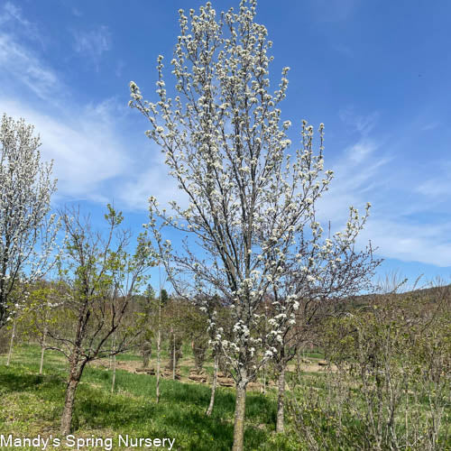 Redspire Pear | Pyrus calleryana 'Redspire'