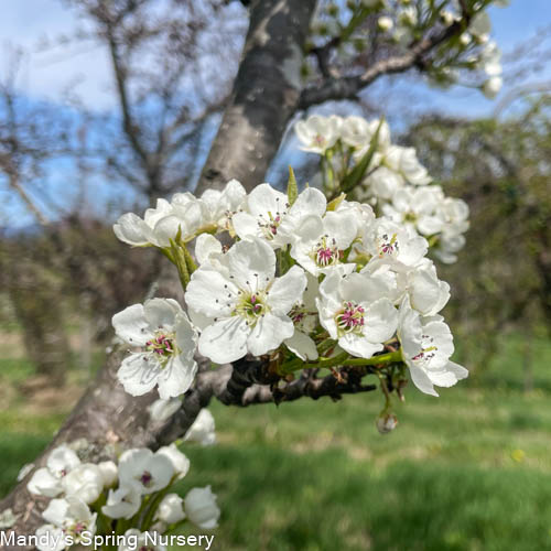 Redspire Pear | Pyrus calleryana 'Redspire'