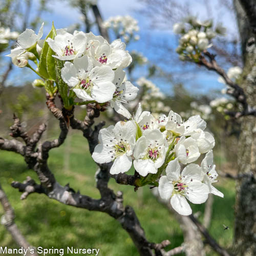 Redspire Pear | Pyrus calleryana 'Redspire'