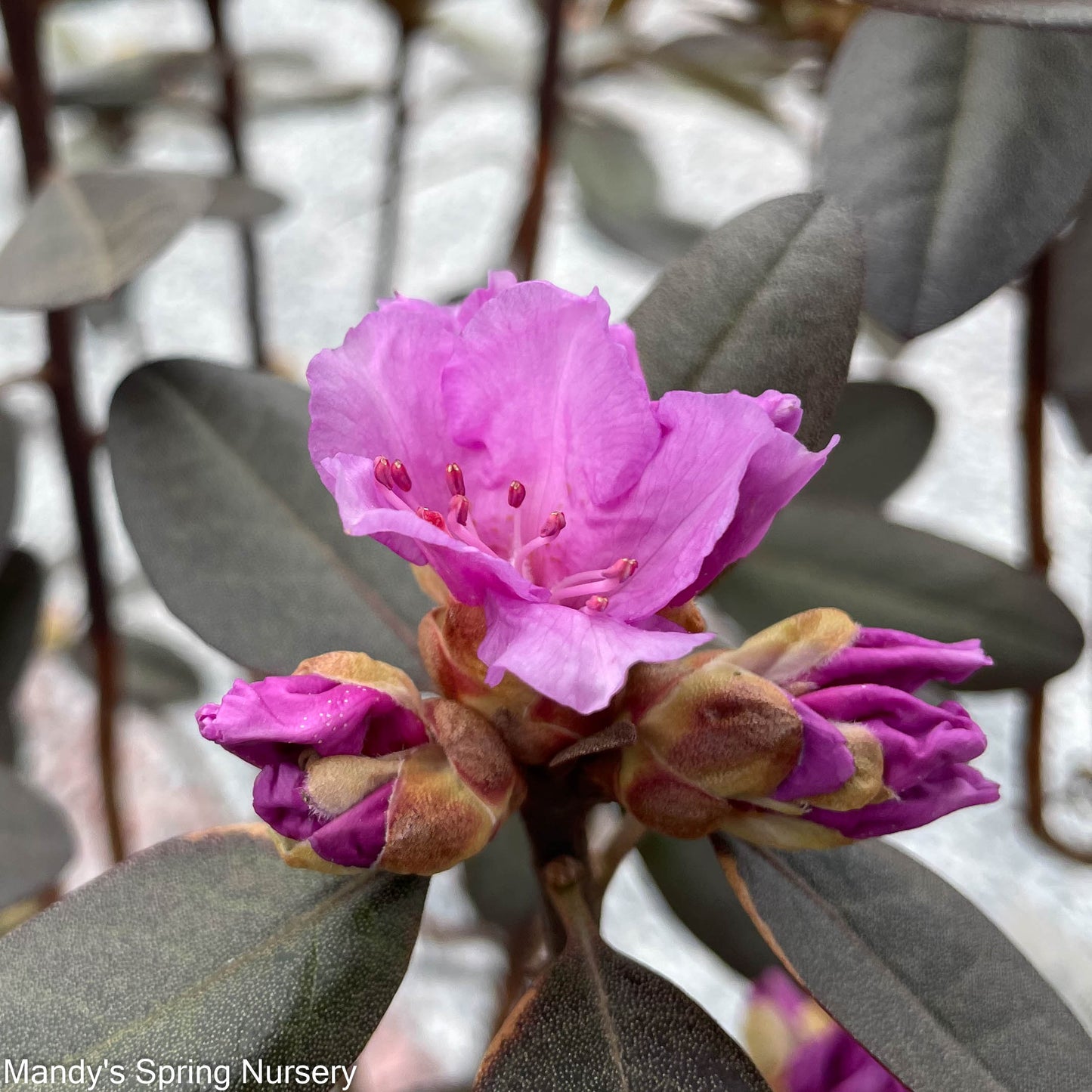 PJM Elite' Rhododendron | Rhododendron 'PJM Elite'