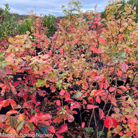 Gro-Low Fragrant Sumac | Rhus aromatica