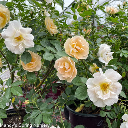 Above and Beyond™ Rose | Rosa