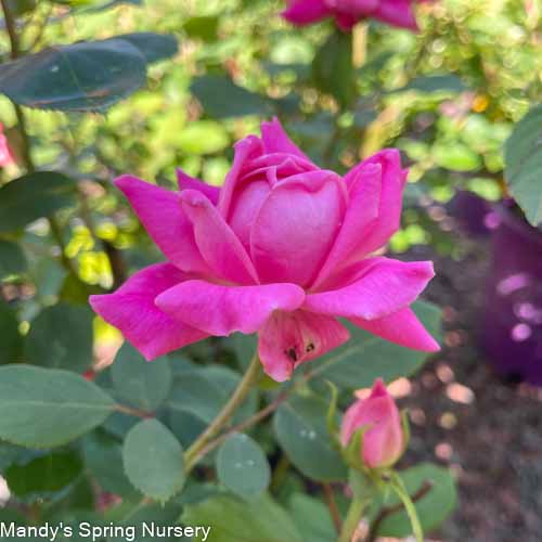 Pink Double Knock Out Rose | Rosa