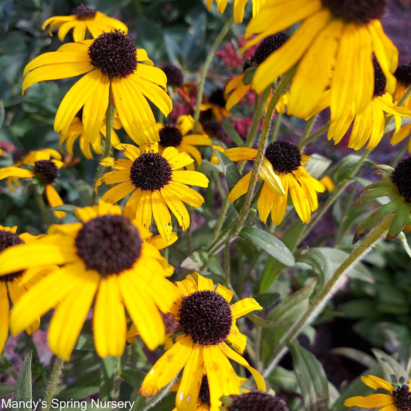 'Goldsturm' Black-Eyed Susan | Rudbeckia fulgida