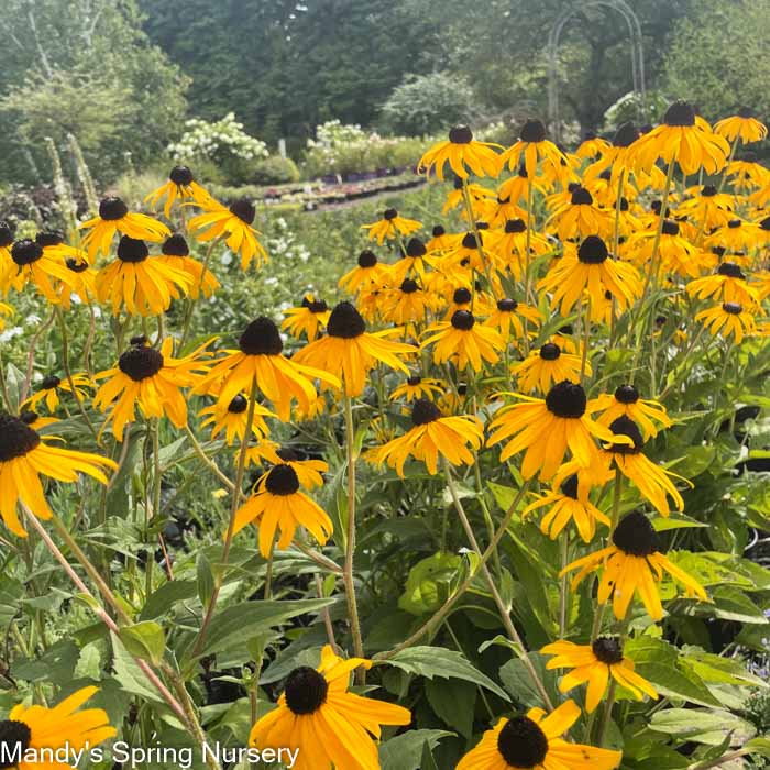 'Goldsturm' Black-Eyed Susan | Rudbeckia fulgida