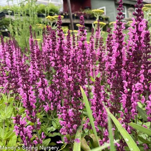 Apex Pink Meadow Sage | Salvia nemorosa