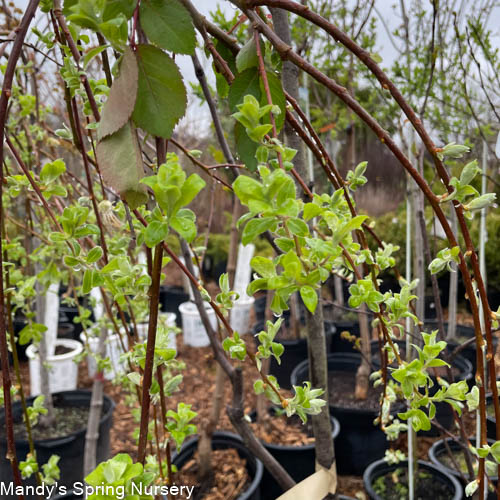 Weeping Pussy Willow | Salix caprea 'Pendula'