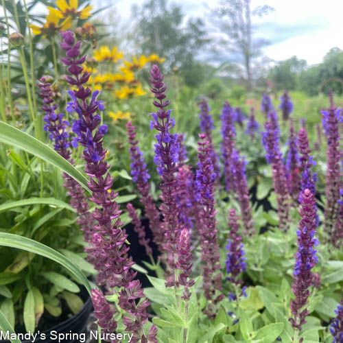 Bumbleblue Salvia | Salvia nemorosa