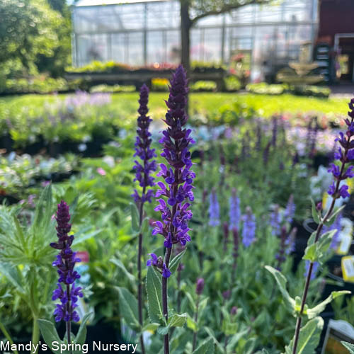 Caradonna Salvia | Salvia nemorosa