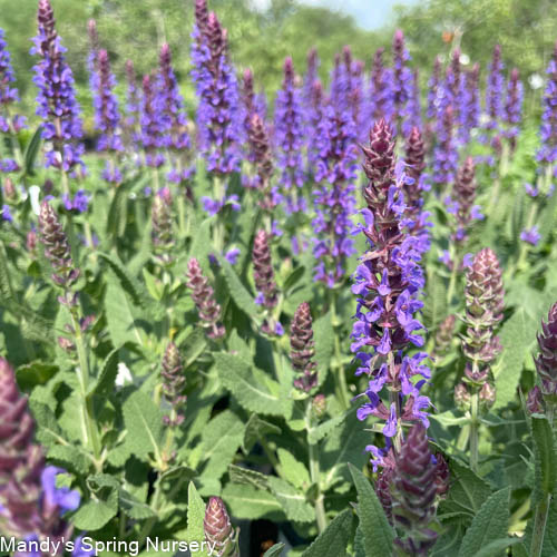 Violet Riot Garden Sage | Salvia nemerosa