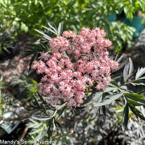 Black Lace Elderberry | Sambucus nigra