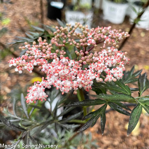 Black Lace Elderberry | Sambucus nigra