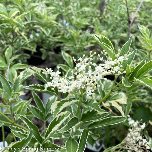 Instant Karma Elderberry | Sambucus nigra