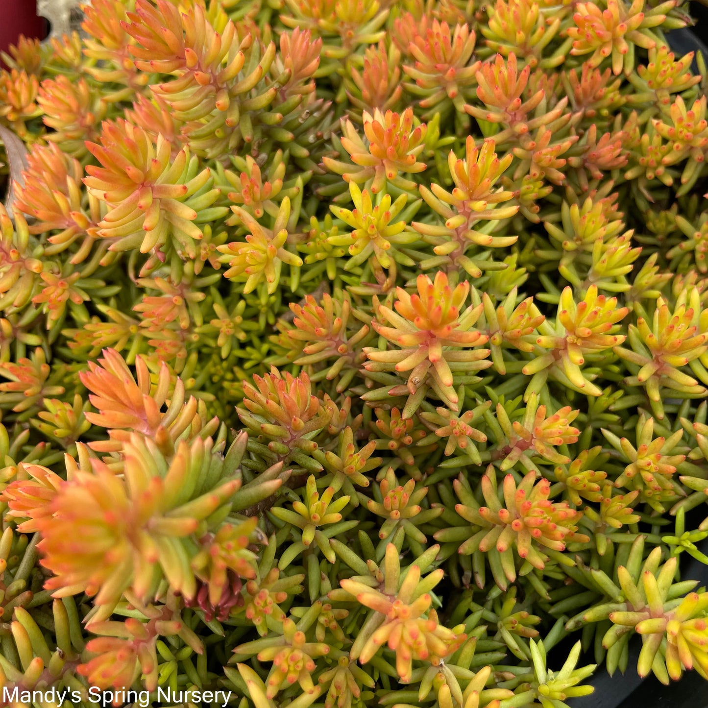 Angelina's Teacup Stonecrop | Sedum