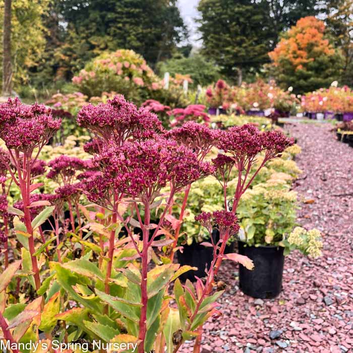 Carl Stonecrop | Sedum