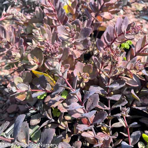 Desert Red Stonecrop | Sedum telephium