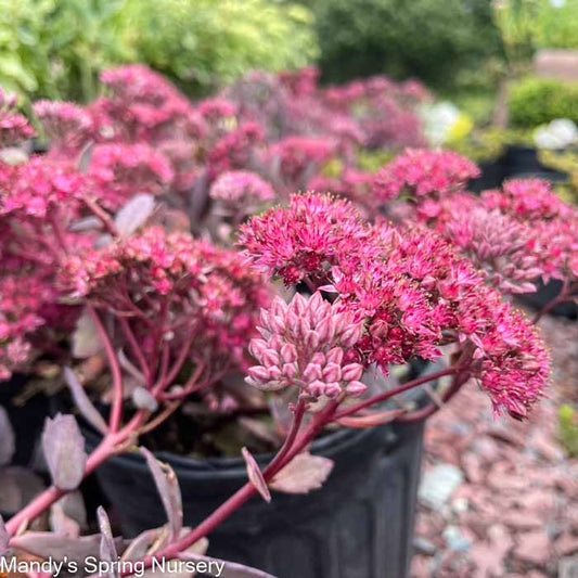 Desert Red Stonecrop | Sedum telephium