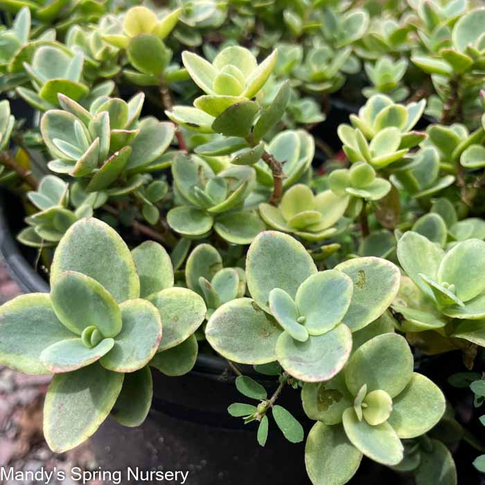 SunSparkler Lime Twister Stonecrop | Sedum