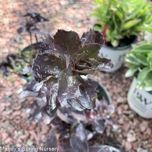 Night Embers Stonecrop | Sedum