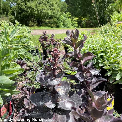 Night Embers Stonecrop | Sedum