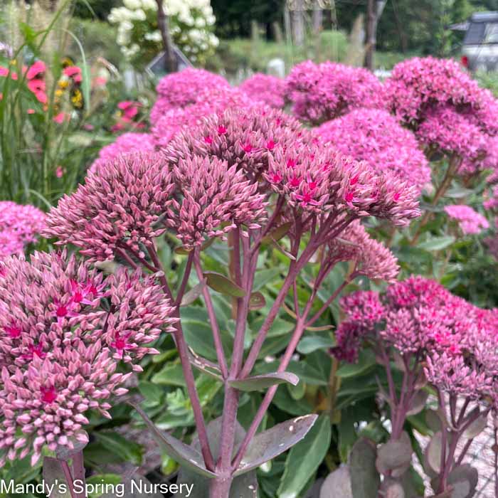 Thunderhead Stonecrop | Sedum