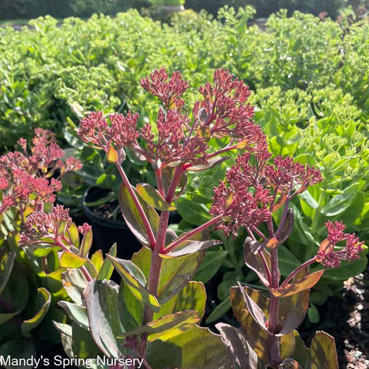 Thunderhead Stonecrop | Sedum