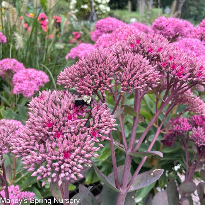 Thunderhead Stonecrop | Sedum