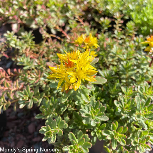 Weihenstephaner Gold Stonecrop | Sedum kamtschaticum