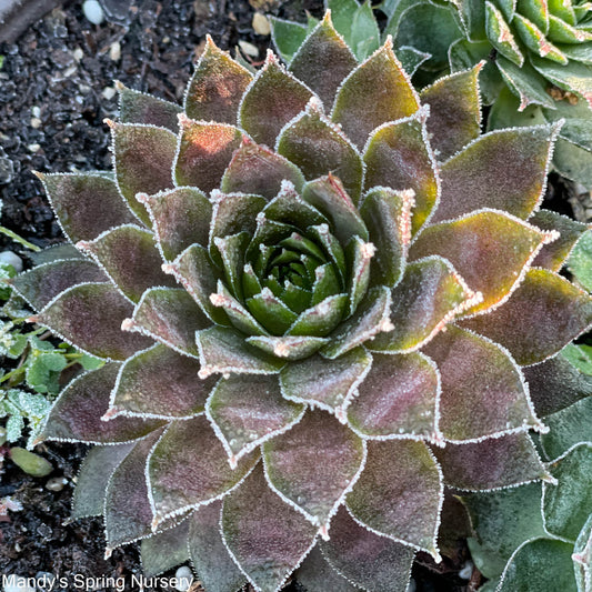 Assorted Hens & Chicks | Sempervivum